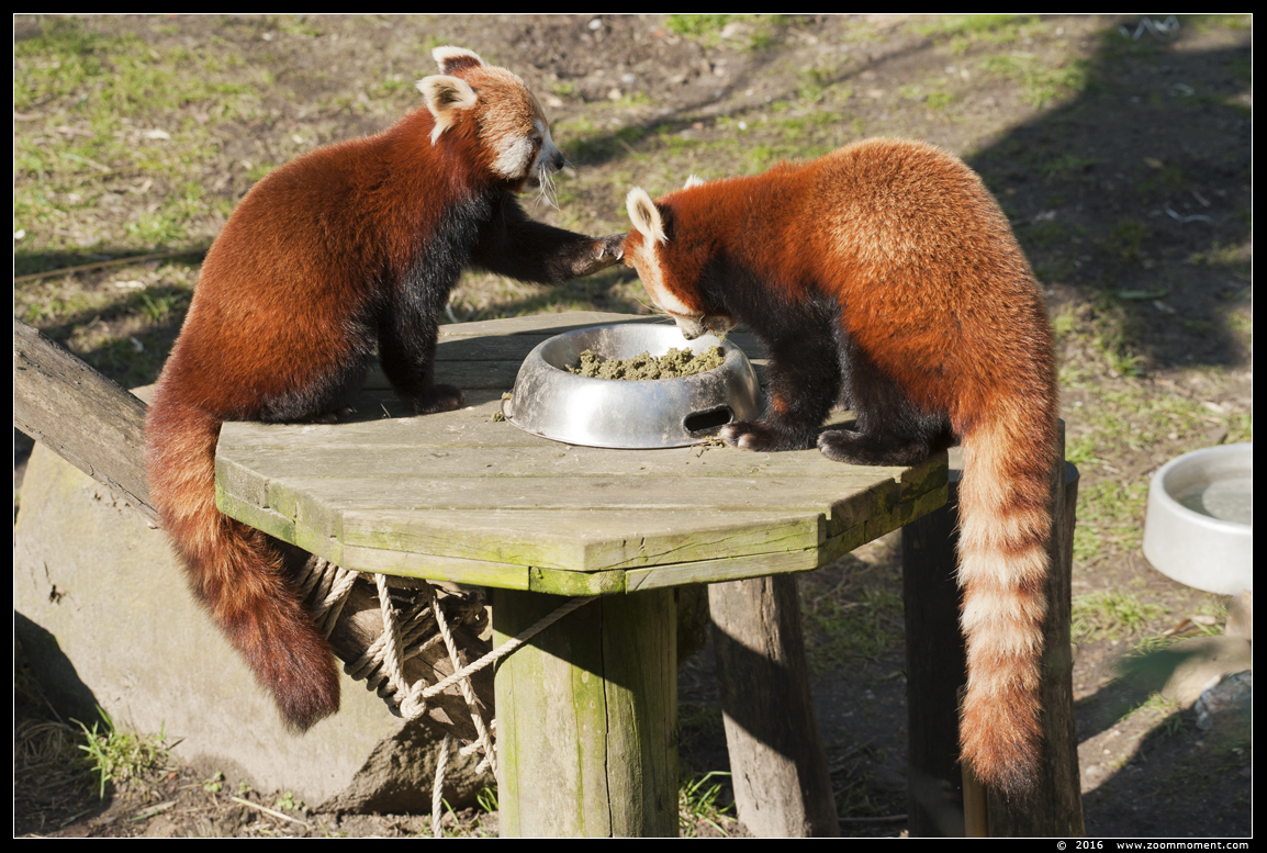 kleine of rode panda  ( Ailurus fulgens )    lesser or red panda
Trefwoorden: Planckendael zoo Belgie Belgium Ailurus fulgens Kleine rode panda Lesser red panda