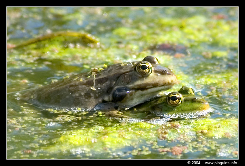 groene kikker  ( Rana lessonae )  pool frog
Ключови думи: Planckendael zoo Belgie Belgium Rana lessonae groene kikker pool frog