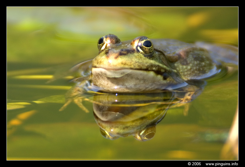 groene kikker ( Rana lessonae ) pool frog
الكلمات الإستدلالية(لتسهيل البحث): Planckendael zoo Belgie Belgium groene kikker Rana lessonae pool frog