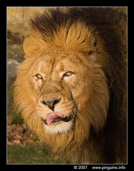 Indische of Perzische of Aziatische leeuw  ( Panthera leo persica )  Asiatic lion
Palavras-chave: Planckendael Muizen Belgie Belgium Indische Perzische Aziatische leeuw Panthera leo persica Asiatic lion
