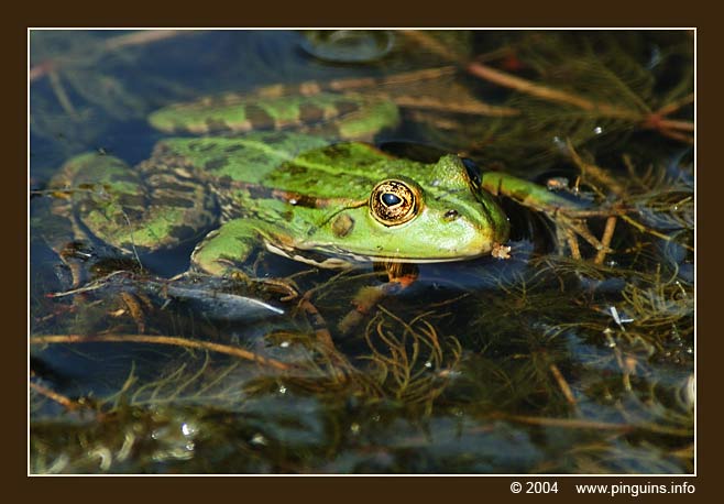 groene kikker  ( Rana lessonae )  pool frog
Võtmesõnad: Planckendael zoo Belgie Belgium Rana lessonae Groene kikkers kikker Pool frog