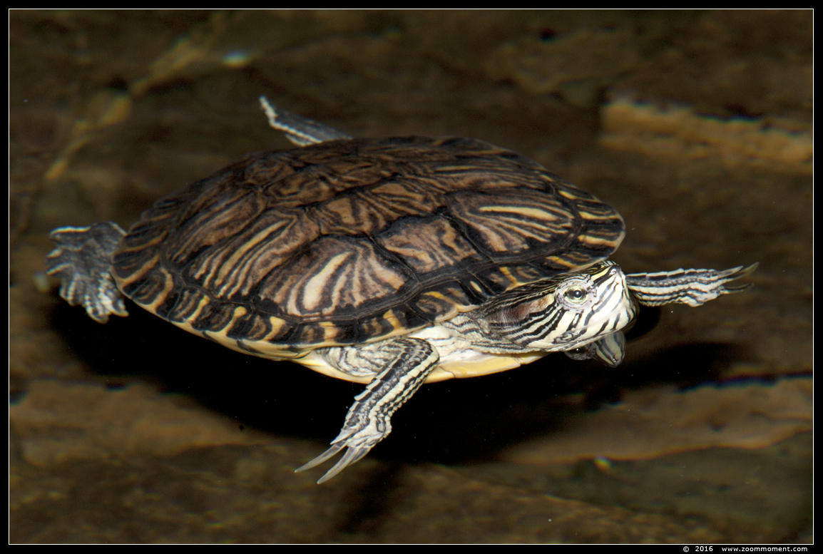 schildpad tortoise
Trefwoorden: Reptielenhuis Aarde Breda schildpad tortoise