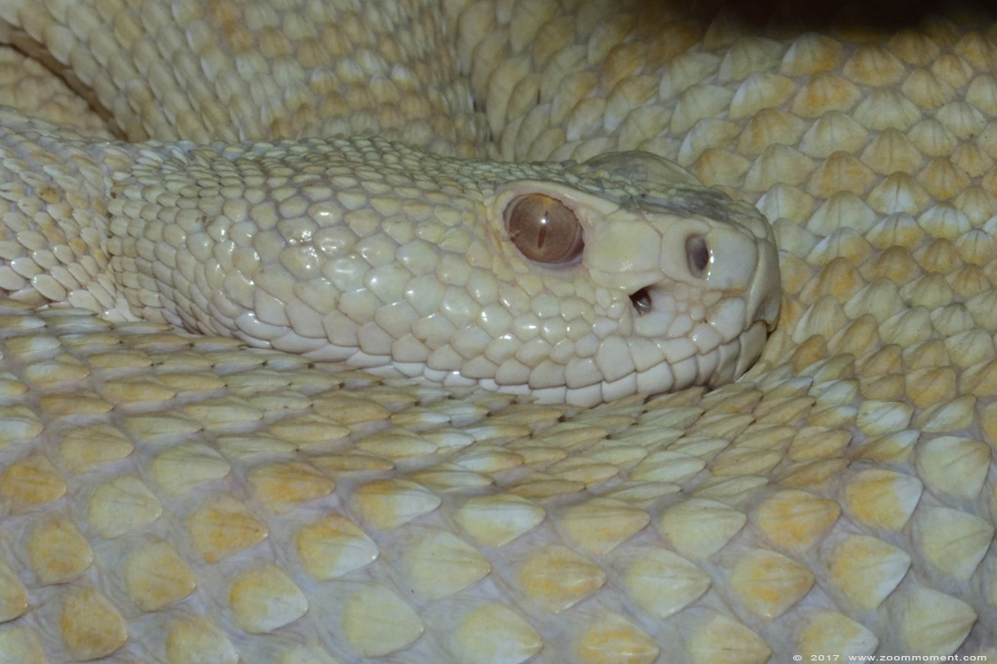 albino ratelslang  rattlesnake
Trefwoorden: Terrazoo Rheinberg albino ratelslang rattle snake