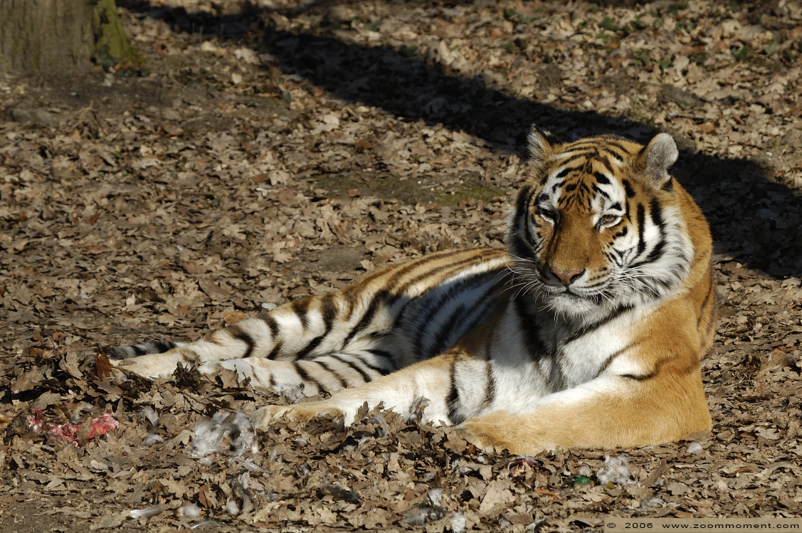Siberische tijger of amoer tijger  ( Panthera tigris altaica )    Siberian tiger
Trefwoorden: Ouwehands zoo Rhenen Panthera tigris altaica Amurtijger amoertijger siberische tijger Siberian tiger