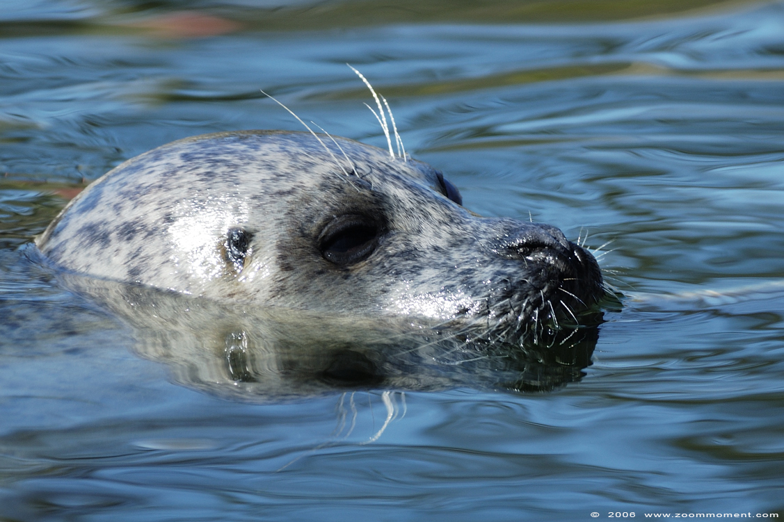 zeehond   ( Phoca vitulina )  harbor seal
Trefwoorden: Ouwehands Rhenen Netherlands zeehond Phoca vitulina harbor seal