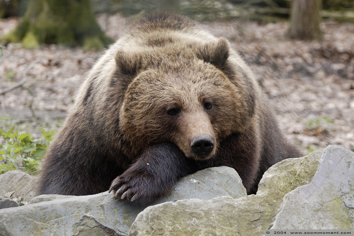 Bruine beer ( Ursus arctos ) brown bear
Trefwoorden: Ouwehands zoo Rhenen Bruine beer Ursus arctos  brown bear
