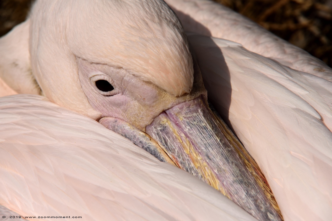 roze pelikaan ( Pelecanus onocrotalus ) rosy or great white pelican
Trefwoorden: Ouwehands zoo Rhenen roze pelikaan Pelecanus onocrotalus  rosy  great white pelican