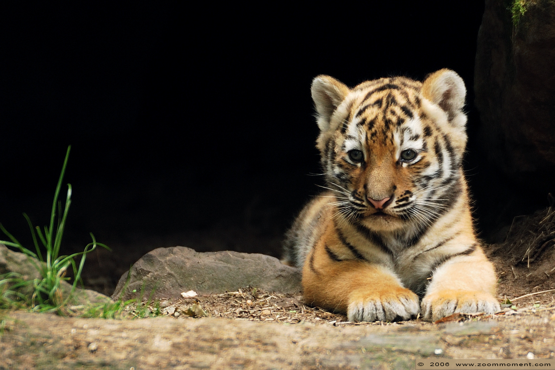 Siberische tijger of amoer tijger welp ( Panthera tigris altaica ) Siberian tiger cub
Trefwoorden: Ouwehands zoo Rhenen Siberische tijger amoer tijger welp Panthera tigris altaica  Siberian tiger cub