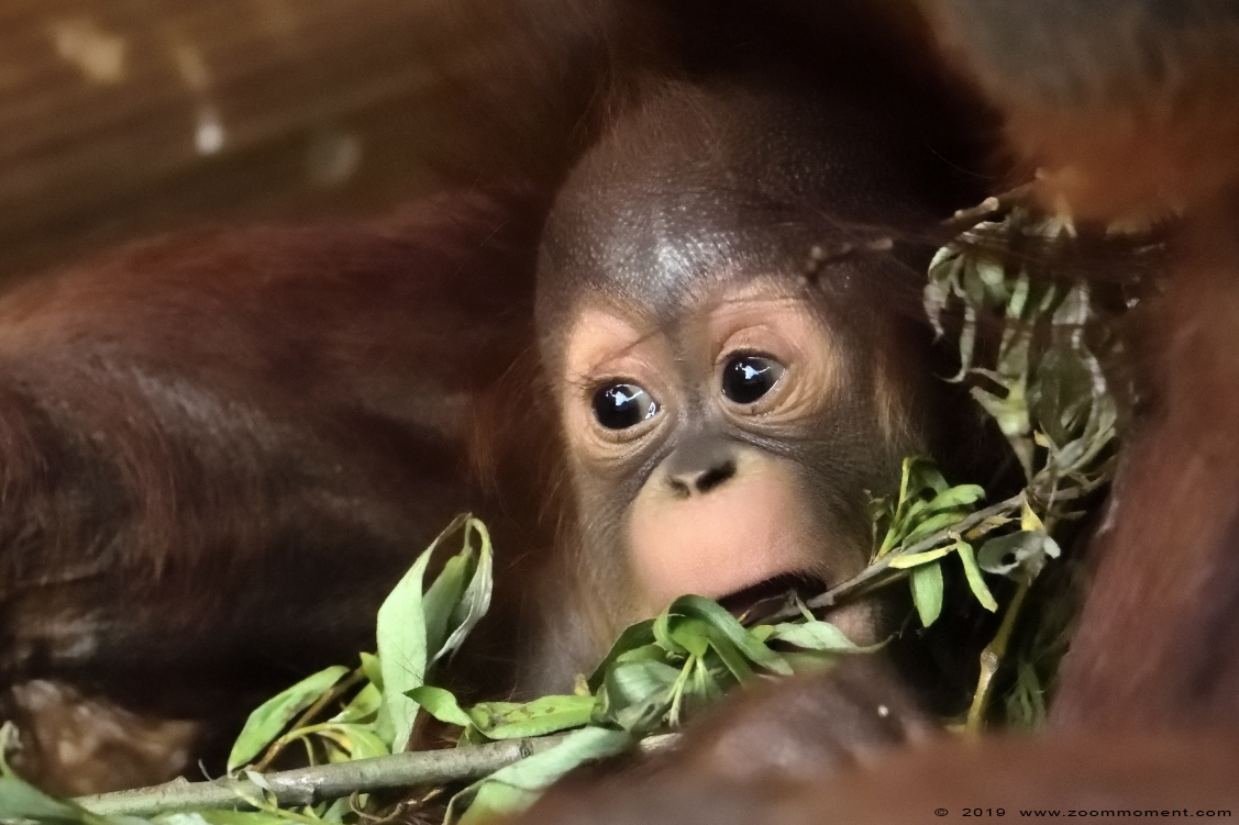 orang oetan ( Pongo pygmaeus ) Bornean orangutan
Orang oetan baby, geboren 10 maart, op de foto ongeveer 2,5 maanden oud.
Orangutan, born 10 March, on the picture about 2,5 months old
Trefwoorden: Ouwehands zoo Rhenen orang oetan Pongo pygmaeus Bornean orangutan