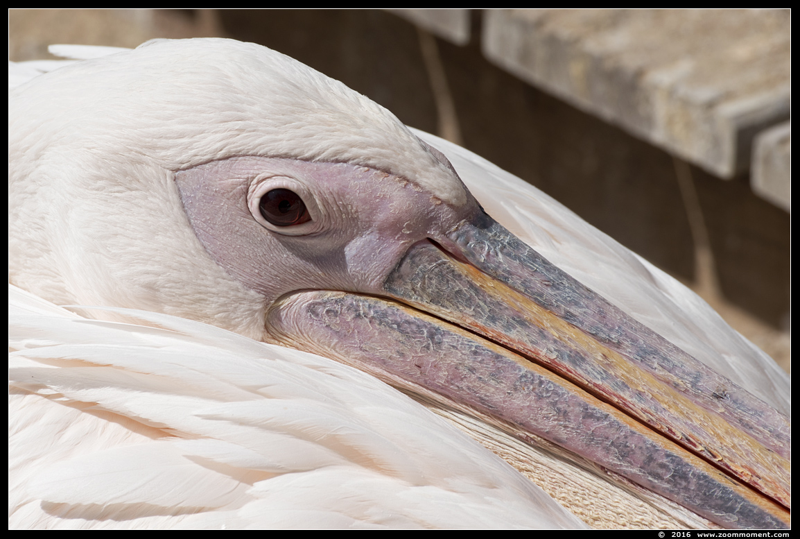 roze pelikaan  ( Pelecanus onocrotalus ) rosy or great white pelican
Trefwoorden: Ouwehands Rhenen roze pelikaan  Pelecanus onocrotalus rosy  great white pelican
