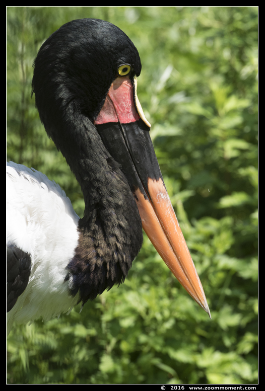 zadelbekooievaar  ( Ephippiorhynchus senegalensis ) saddle-billed stork
Trefwoorden: Ouwehands Rhenen zadelbekooievaar  Ephippiorhynchus senegalensis saddle-billed stork