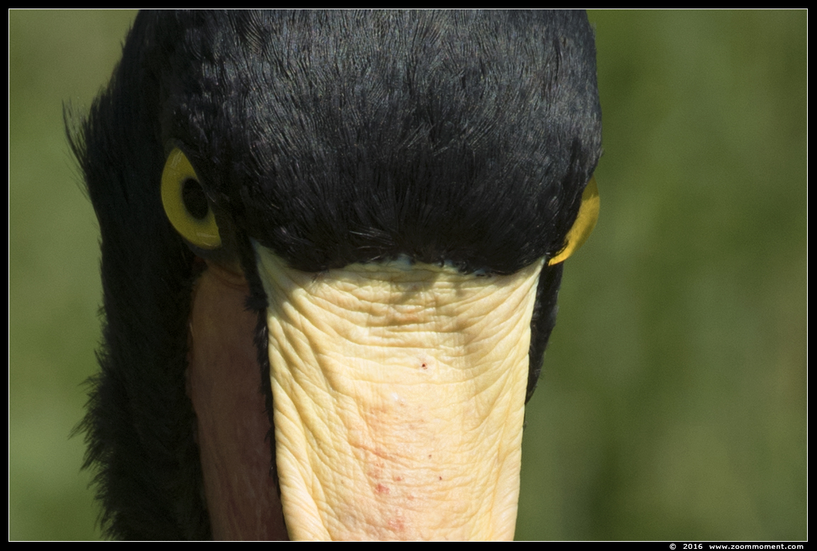 zadelbekooievaar  ( Ephippiorhynchus senegalensis ) saddle-billed stork
Trefwoorden: Ouwehands Rhenen zadelbekooievaar  Ephippiorhynchus senegalensis saddle-billed stork
