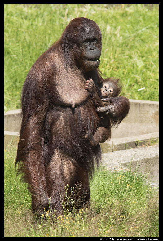 orang oetan ( Pongo pygmaeus pygmaeus  ) Bornean orangutan  
Trefwoorden: Ouwehands Rhenen oerang orang oetan orangutan primates primaten mensaap Pongo pygmaeus Pongo pygmaeus