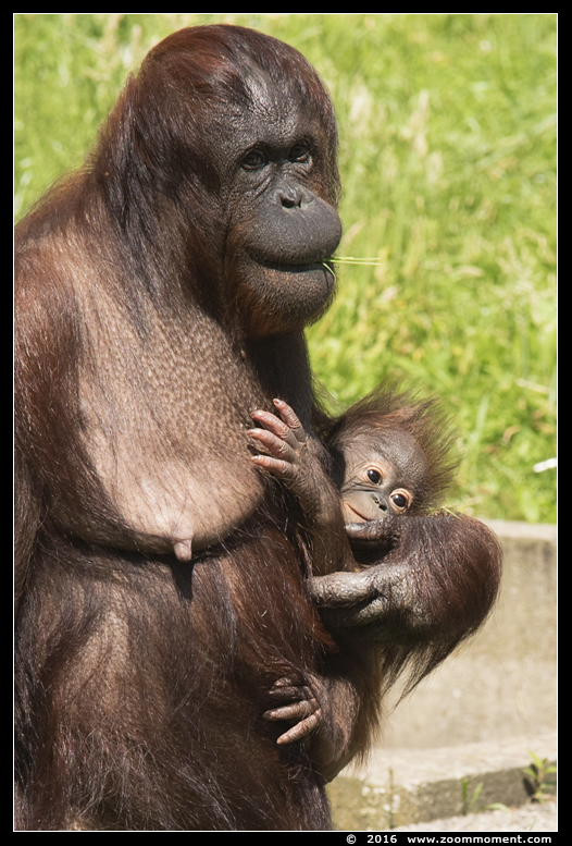 orang oetan ( Pongo pygmaeus pygmaeus  ) Bornean orangutan 
Trefwoorden: Ouwehands Rhenen oerang orang oetan orangutan primates primaten mensaap Pongo pygmaeus Pongo pygmaeus