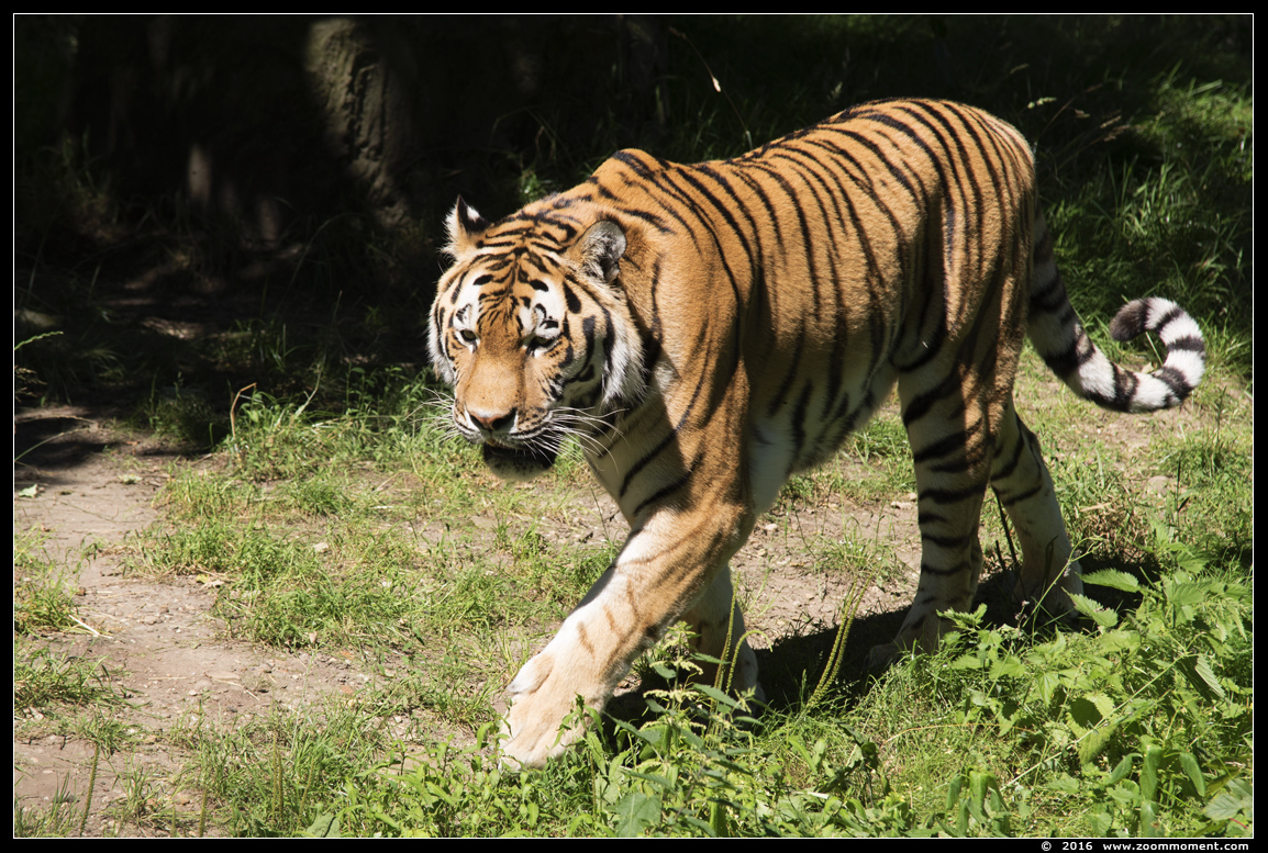 Siberische tijger  ( Panthera tigris altaica )  Siberian tiger
Trefwoorden: Ouwehands Rhenen Siberische tijger  amoer tijger Panthera tigris altaica  Siberian tiger