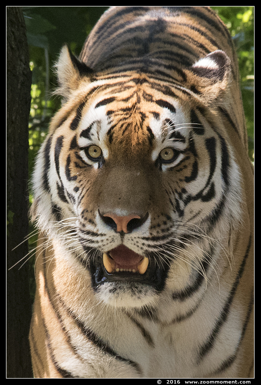 Siberische tijger of amoer tijger ( Panthera tigris altaica ) Siberian tiger
Trefwoorden: Ouwehands Rhenen Siberische tijger  amoer tijger Panthera tigris altaica  Siberian tiger