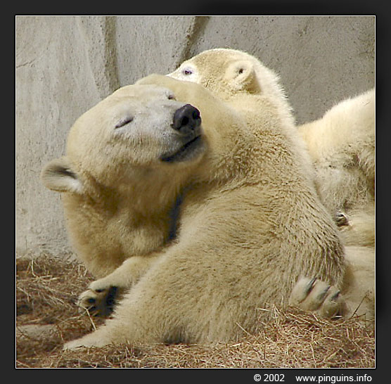 ijsbeer  ( Ursus maritimus )  polar bear  in 2002
IJsbeer jong Freedom (may 2002)
Polar bear cub
Trefwoorden: Ouwehands zoo Rhenen Ursus maritimus ijsbeer polar bear cub jong