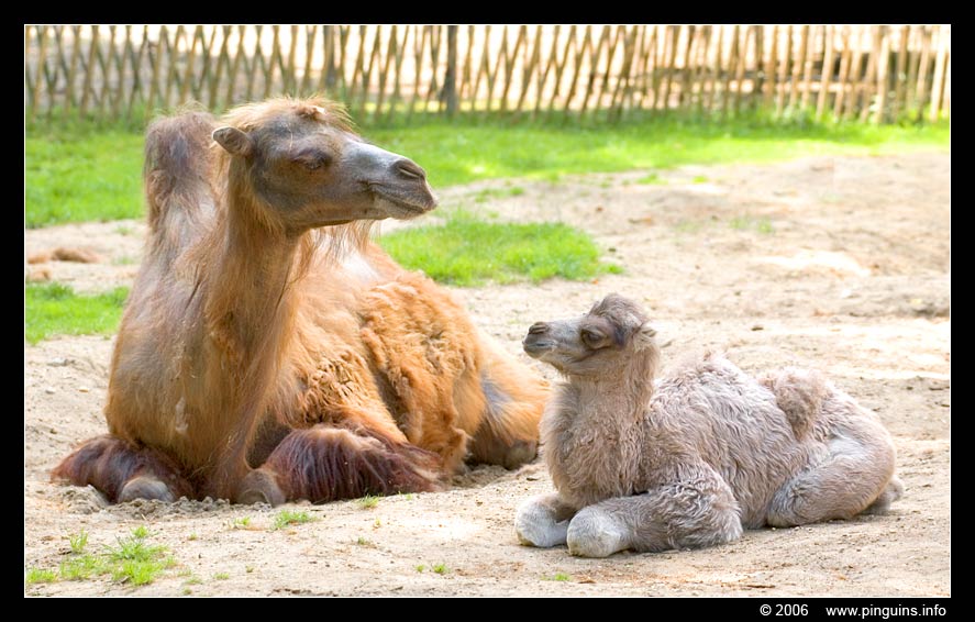 kameel   ( Camelus bactrianus )  camel
Kameel met kalf, ongeveer 2 weken oud
Camel with calf, almost 2 weeks old
Avainsanat: Ouwehands zoo Rhenen Camelus bactrianus kameel camel jongen kalf calf