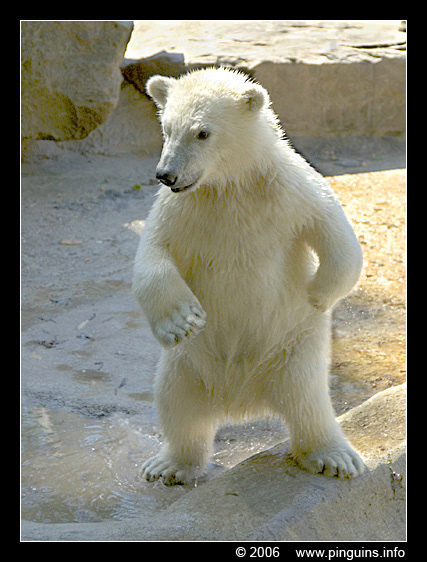 ijsbeer  ( Ursus maritimus )  polar bear  in 2006
IJsbeer jong, drieling geboren op 26 november 2005, op de foto ongeveer 7 maanden oud
Polar bear cub, trio born on 26 November 2005, on the picture almost 7 months old
Trefwoorden: Ouwehands zoo Rhenen Ursus maritimus ijsbeer polar bear cub jong