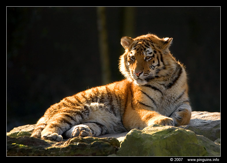 Siberische tijger of amoer tijger ( Panthera tigris altaica )   Siberian tiger
Schlüsselwörter: Ouwehands zoo Rhenen Siberische tijger  amoer tijger Panthera tigris altaica Siberian tiger