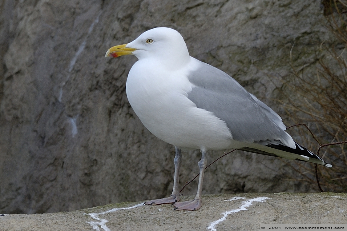 meeuw gull
Paraules clau: Blijdorp Rotterdam zoo meeuw gull