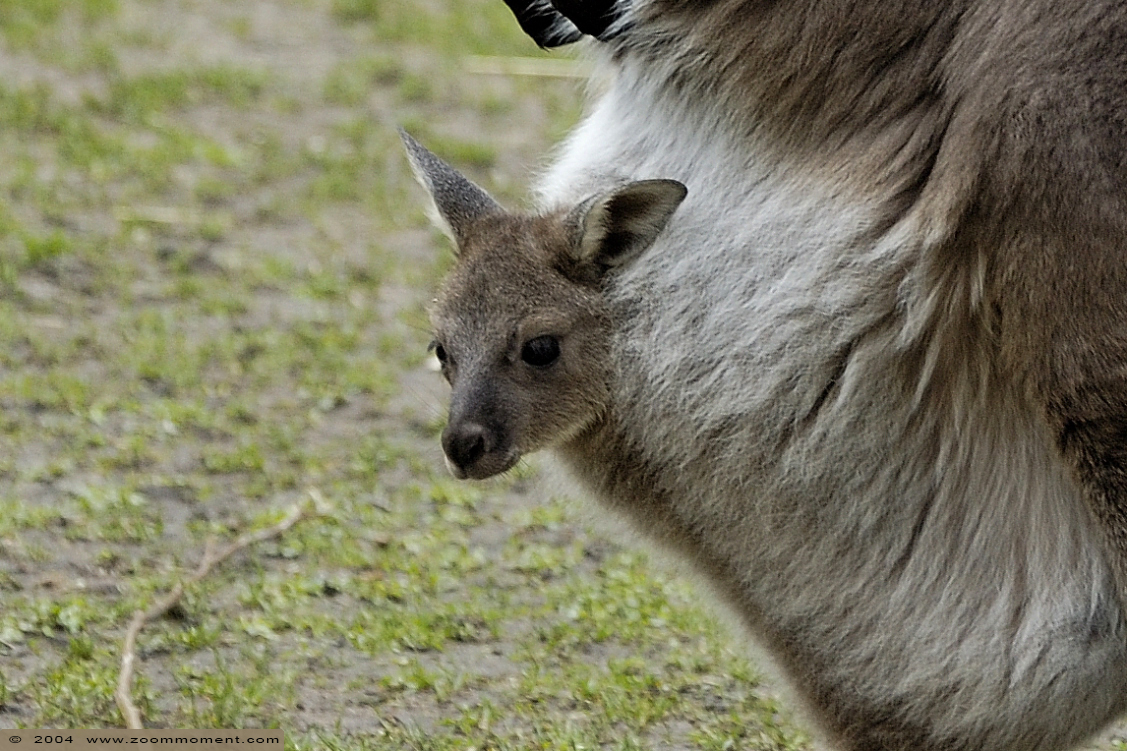 westelijke grijze reuzenkangoeroe ( Macropus fuliginosus )   western grey kangaroo
Trefwoorden: Blijdorp Rotterdam zoo westelijke grijze reuzenkangoeroe  Macropus fuliginosus  western grey kangaroo