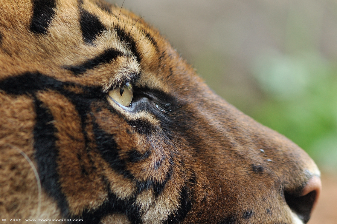 Sumatraanse tijger ( Panthera tigris sumatrae ) Sumatran tiger 
Trefwoorden: Blijdorp Rotterdam zoo Sumatraanse tijger  Panthera tigris sumatrae  Sumatran tiger 