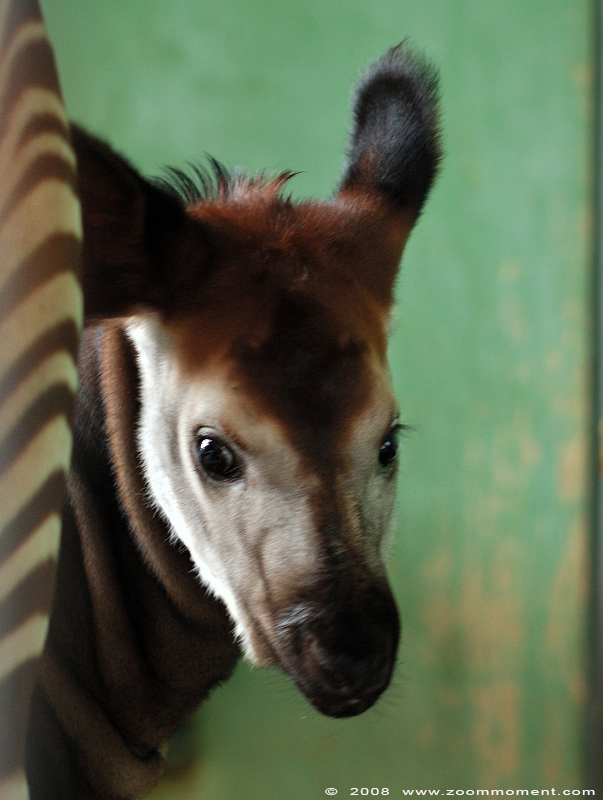 okapi ( Okapia johnstoni )
Baby, named Kibibi, born 6 March 2008
Trefwoorden: Blijdorp Rotterdam zoo okapi Okapia johnstoni