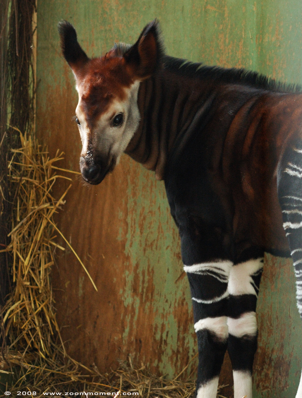 okapi ( Okapia johnstoni )
Baby, named Kibibi, born 6 March 2008
Paraules clau: Blijdorp Rotterdam zoo okapi Okapia johnstoni
