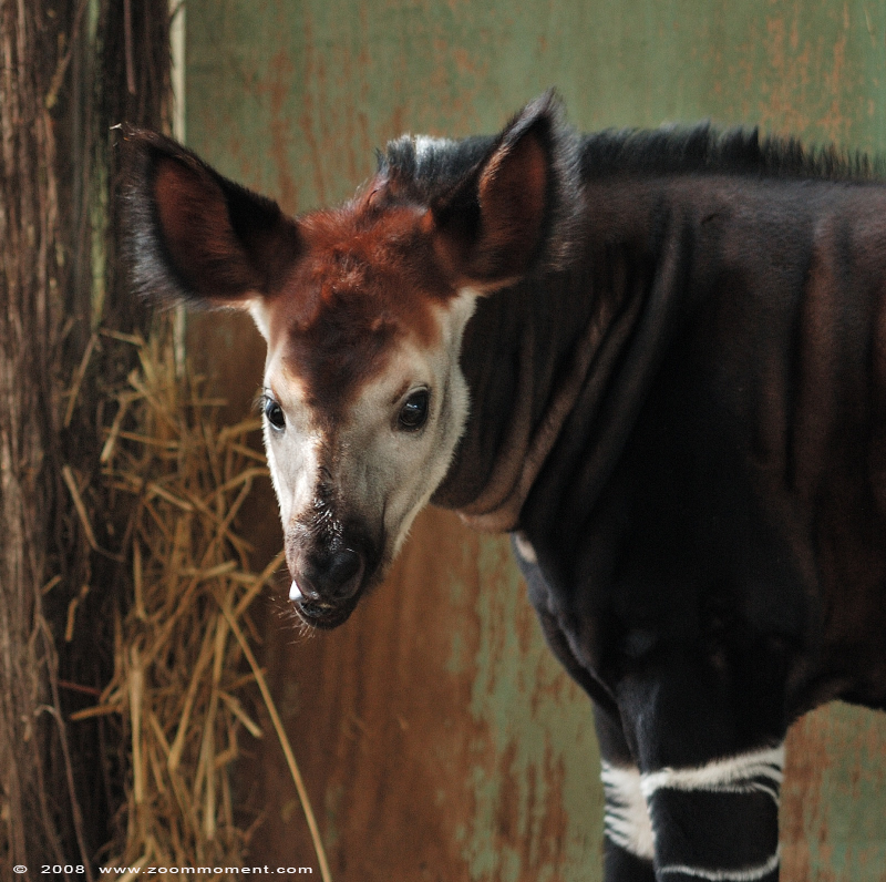 okapi ( Okapia johnstoni )
Baby, named Kibibi, born 6 March 2008
Trefwoorden: Blijdorp Rotterdam zoo okapi Okapia johnstoni