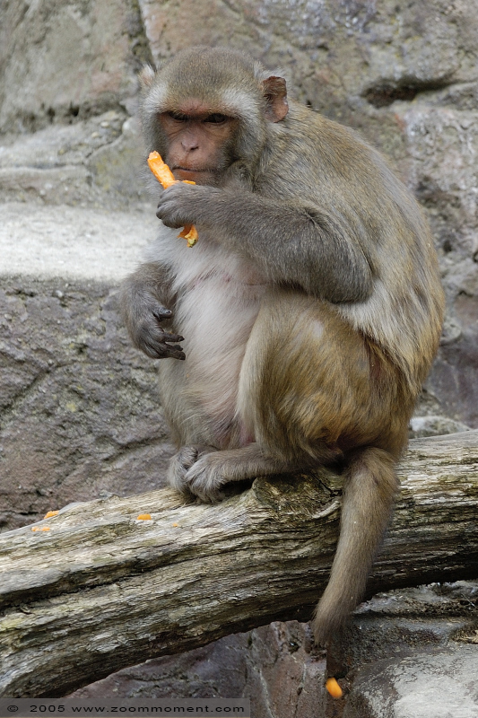 resusaap ( Macaca mulatta )  rhesus macaque
Trefwoorden: Blijdorp Rotterdam zoo resusaap Macaca mulatta rhesus macaque