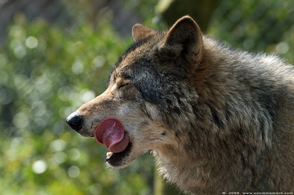 Europese wolf  ( Canis lupus lupus )  Eurasian wolf 
Trefwoorden: Blijdorp Rotterdam zoo Europese wolf Canis lupus lupus European wolf