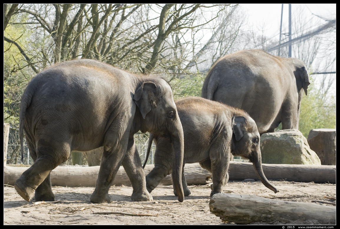 Aziatische olifant ( Elephas maximus ) Asian elephant
Trefwoorden: Blijdorp Rotterdam zoo Aziatische olifant Elephas maximus Asian elephant kalf calf