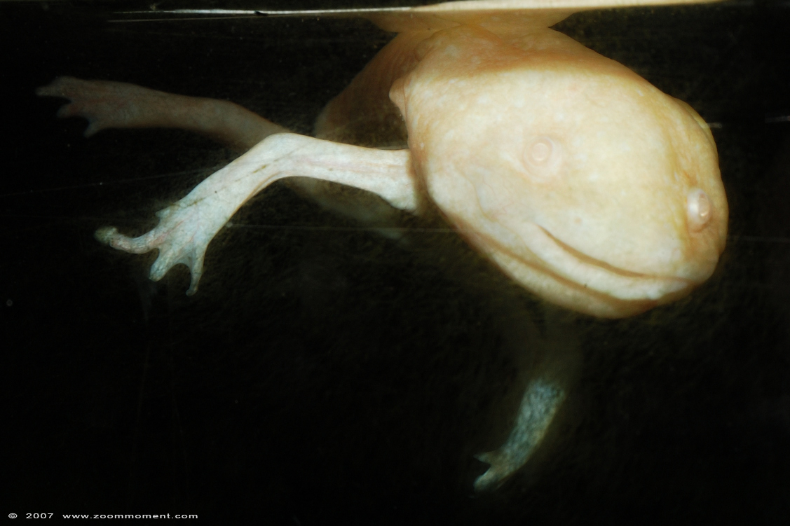 axolotl of Mexicaanse wandelvis  ( Ambystoma mexicanum )
Trefwoorden: Reptielenzoo reptielen slang snake Serpo Nederland Netherlands axolotl  Ambystoma mexicanum Mexicaanse wandelvis