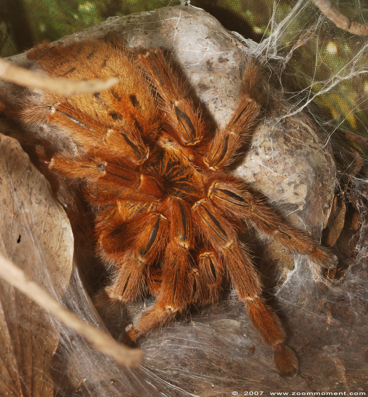 vogelspin  ( species ? )  tarantula
Trefwoorden: Reptielenzoo reptielen Serpo Nederland Netherlands spider spin vogelspin