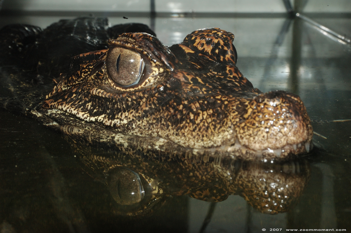 brilkaaiman  ( Caiman crocodilus )  spectacled caiman
Trefwoorden: Reptielenzoo reptielen Serpo Nederland Netherlands brilkaaiman Caiman crocodilius spectacled caiman