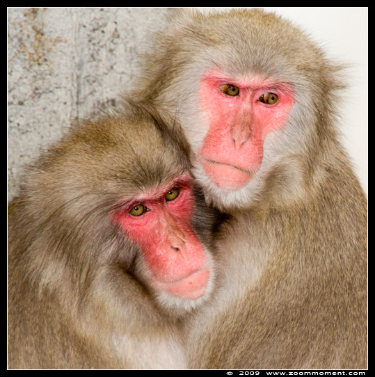 japanse makaak  ( Macaca fuscata )  Japanese macaque
Trefwoorden: Wilhelma Stuttgart Germany  japanse makaak  Macaca fuscata Japanese macaque Japanmakak