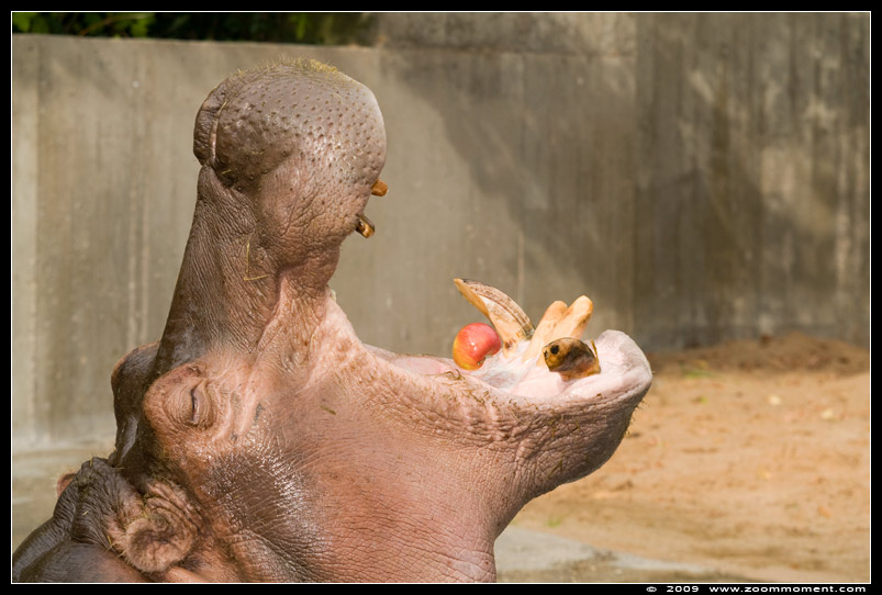 nijlpaard ( Hippopotamus amphibius ) hippopotamus
Trefwoorden: Wilhelma Stuttgart Germany nijlpaard  Hippopotamus amphibius hippopotamus