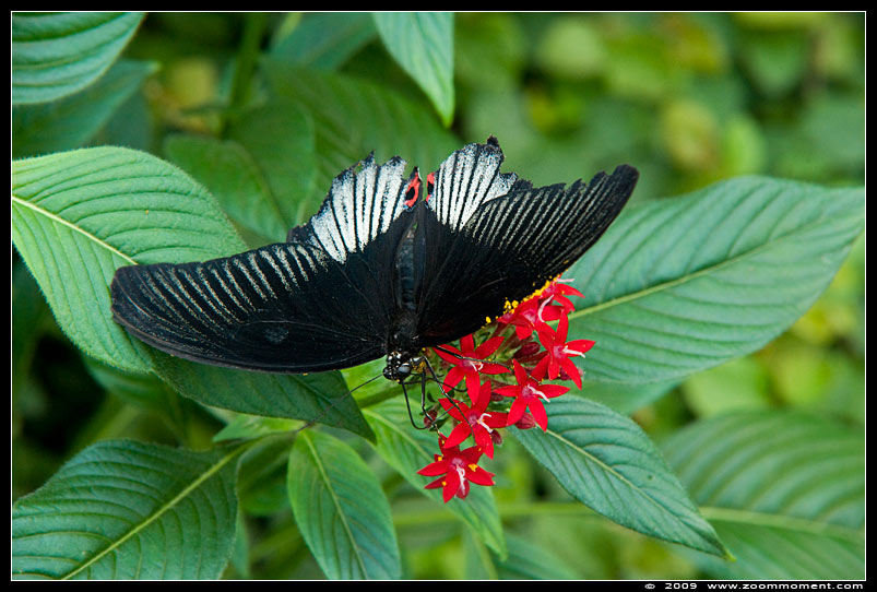 pagevlinder ( Papilio polytes ) common mormon  
Trefwoorden: Wilhelma Stuttgart Germany vlinder butterfly pagevlinder Papilio polytes common mormon  