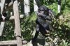 DSC_67963_Wilhelma23_bonoboc.jpg