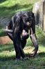 DSC_67968_Wilhelma23_bonoboc.jpg