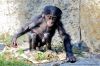 DSC_67978_Wilhelma23_bonoboc.jpg