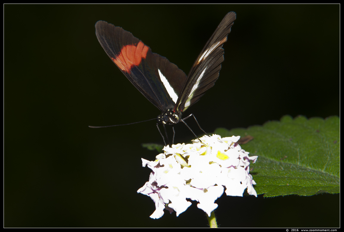 vlinder ( Heliconius melpomene ) postman butterfly
Trefwoorden: Tropical zoo vlindertuin Berkenhof Nederland Netherlands vlinder  Heliconius melpomene postman butterfly