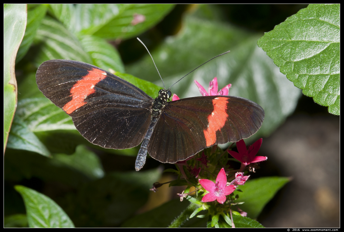 vlinder ( Heliconius species ? ) butterfly
Trefwoorden: Tropical zoo vlindertuin Berkenhof Nederland Netherlands vlinder  Heliconius species butterfly
