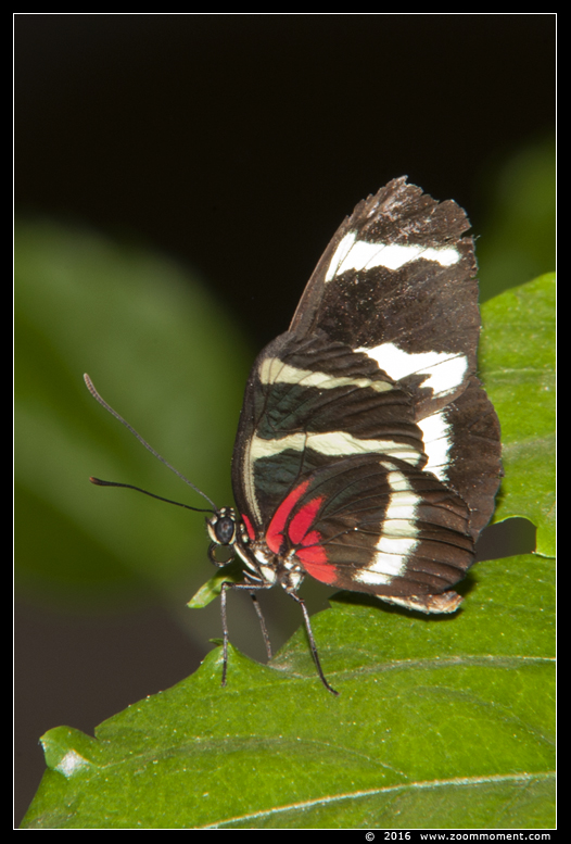 vlinder ( Heliconius species ? ) butterfly
Trefwoorden: Tropical zoo vlindertuin Berkenhof Nederland Netherlands vlinder  Heliconius species butterfly
