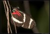 _DSC2219_Berkenhof_vlinder.jpg