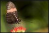 _DSC2340_Berkenhof_vlinder.jpg