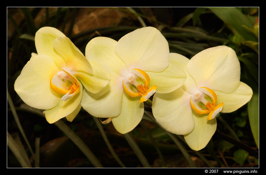 orchidee  orchid
Trefwoorden: Tropical zoo vlindertuin Berkenhof Nederland Netherlands bloem flower orchidee orchid geel yellow