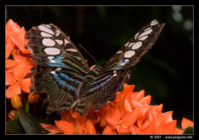 vlinder ( Parthenos sylvia ) clipper
Trefwoorden: Tropical zoo vlindertuin Berkenhof Nederland Netherlands vlinder butterfly Parthenos sylvia clipper
