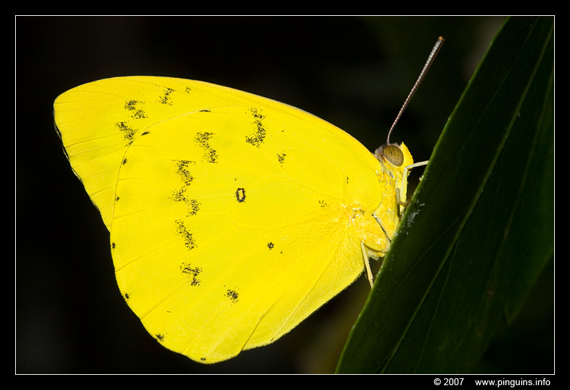 gele luzernevlinder  ( Colias hyale ) pale clouded yellow
Vlinderparadijs "Papiliorama" bij Havelte ( Nederland )
Trefwoorden: Vlindertuin vlinderparadijs Papiliorama Havelte Nederland Netherlands vlinder butterfly  gele luzernevlinder  Colias hyale pale clouded yellow